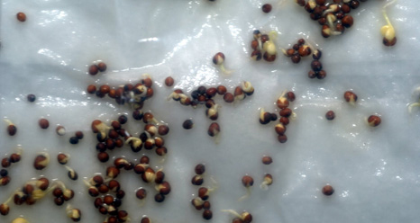 Baby Zucchini Sprouts