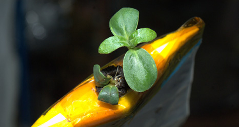 Small Zucchini Sprout