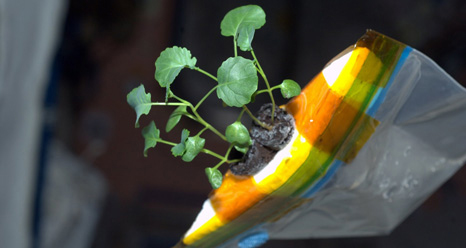 Zucchini Sprouts in a Bag