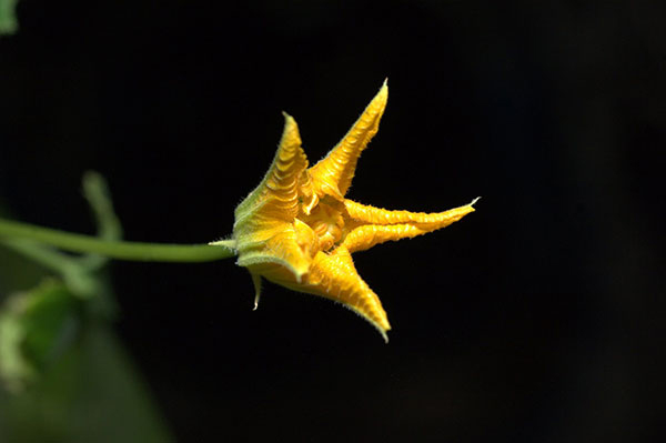 A Zucchini Flower Blooms