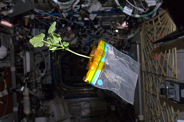 A Floating Zucchini Plant 