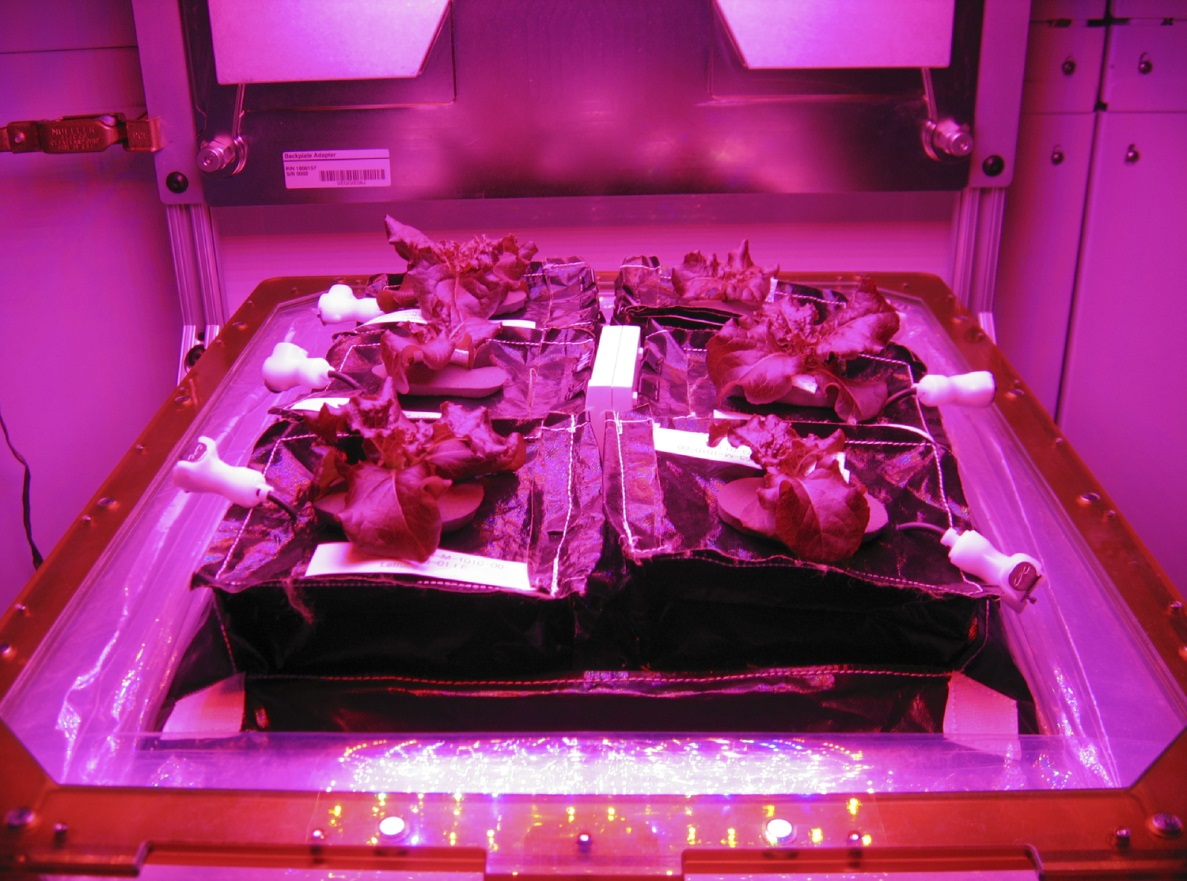 Veggie Growing Experiment, Space Station