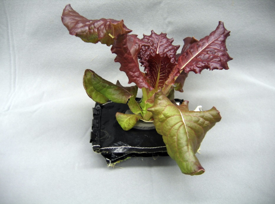 Space Station Veggie Experiment Lettuce