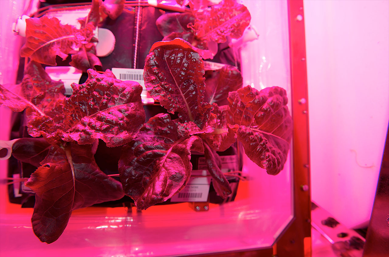 Veggie Plant Growth System