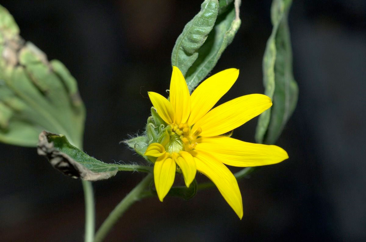 A Zero-G Sunflower