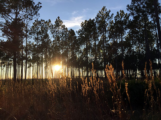 Sunset Over Osceola National Forest