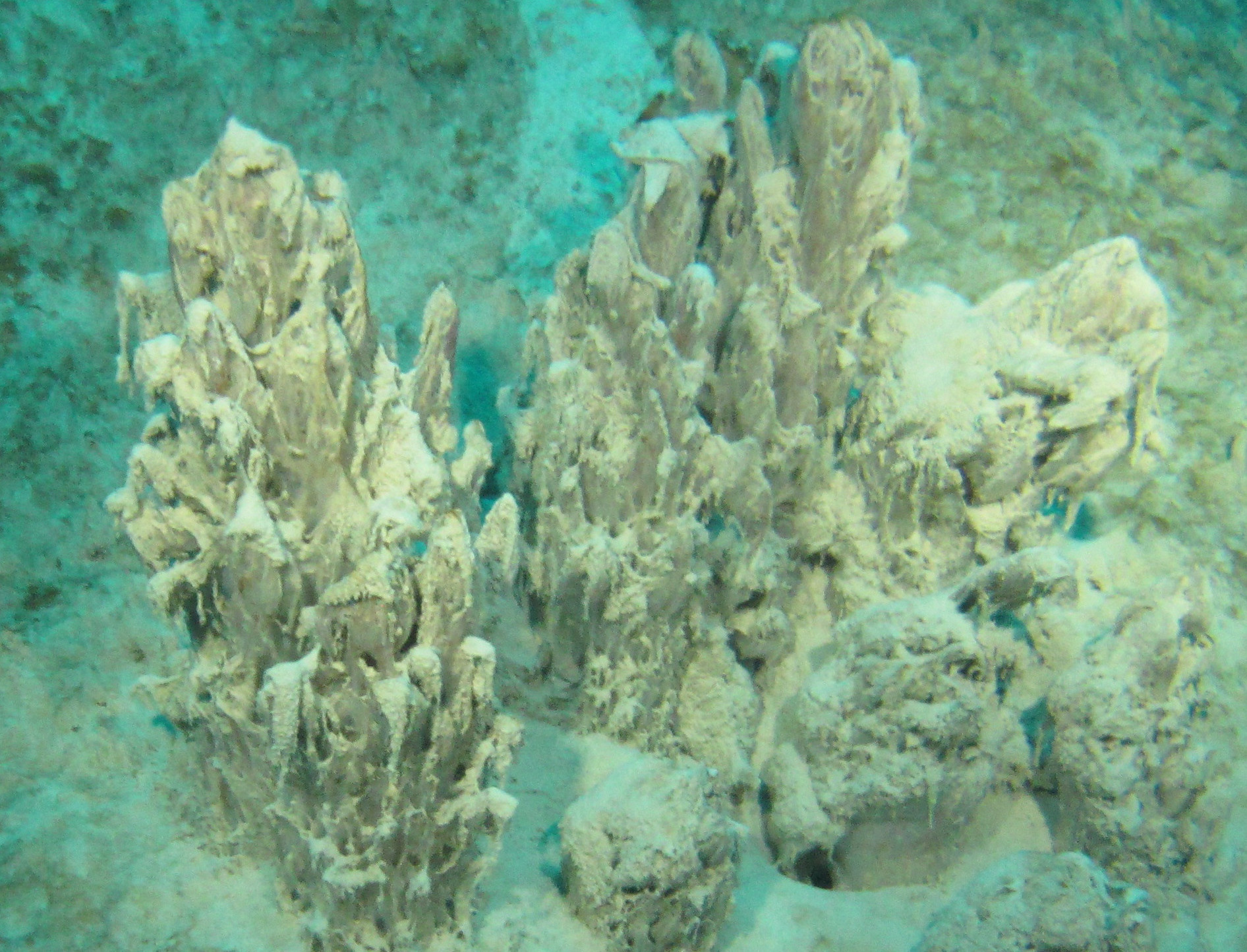 Microbial Mats Offer Clues to Life on Early Earth