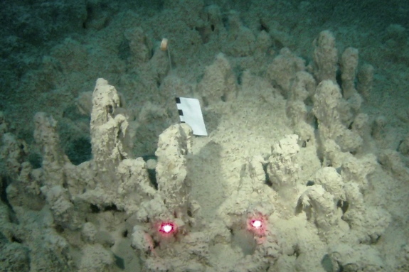 Examples of stromatolites from Lake Joyce; the laser points are spaced 10 cm apart. 