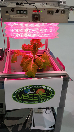 A view of the Veggie Space Plant Biology experiment, which will grow Chinese cabbage on the International Space Station.