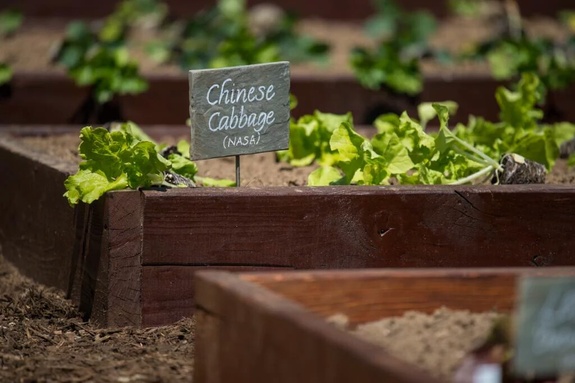 Chinese cabbage is headed to space with NASA's Veggie Space Plant Biology experiment flying on SpaceX's CRS-8 Dragon cargo delivery mission.