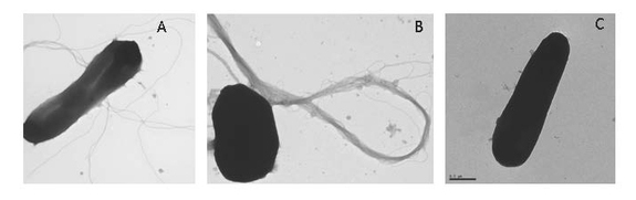 A. Haloferax volcanii cell expressing pili and flagella (also termed archaealla). B. Mutant cell hat cannot glycosylate pilins or flagellins, which results in 1. destabilization of flagella 2. bundle-formation of pili, and 3. microcolony formation – each of them being a condition that promotes biofilm formation. Considering that glycosylation is downregulated in low-salt stress, this post-translational modification appears to be one strategy to regulate biofilm formation (in review at JBC). Pilins regulate flagella biosynthesis and/or stability as a mutant strain lacking pilins does not contain flagella on the cell-surface (2014 Mol. Micro).