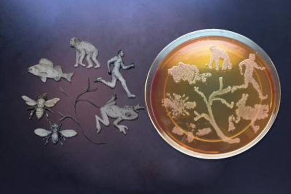 A picture of the tree of life created using microbes on a Petri dish.